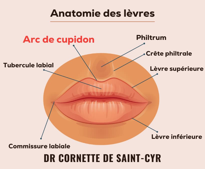 arc cupidon levre